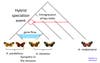 hybrid speciation diagram