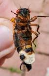 infected cicada underside