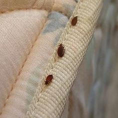 EZ Bedbug Exterminator Washington DC: Your Ultimate Solution for Bed Bug Infestations