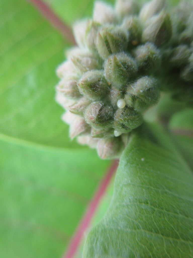 monarch eggs rotated