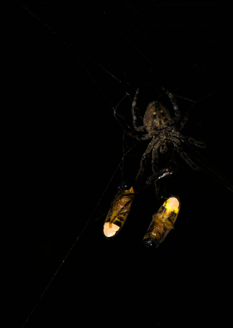 Araneus ventricosus with two ensnared male fireflies Abscondita terminalis CREDIT Xinhua Fu