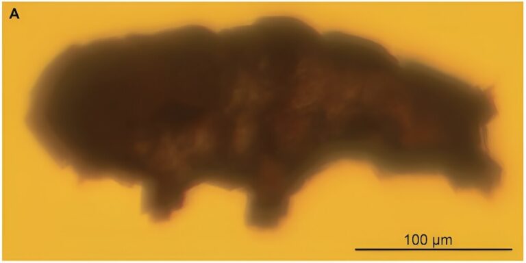 Tardigrade Amber