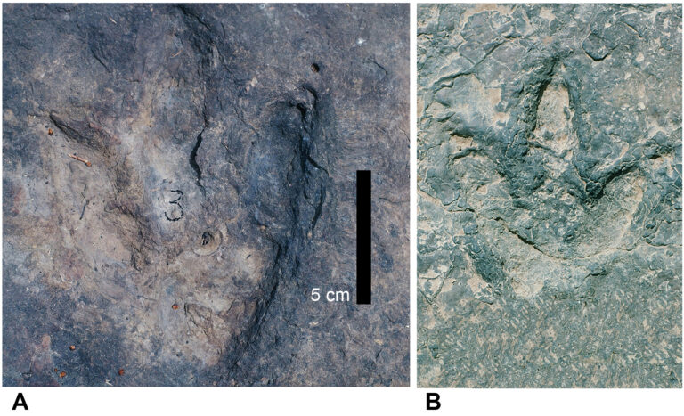 cameroon footprints