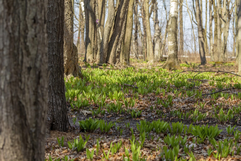 forest farming ramps