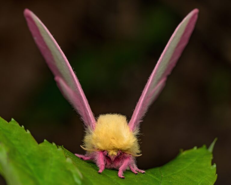 maple moth wing