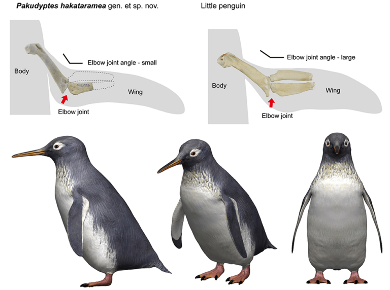 penguin bone chart