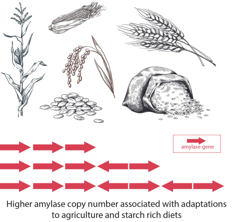 amylase gene