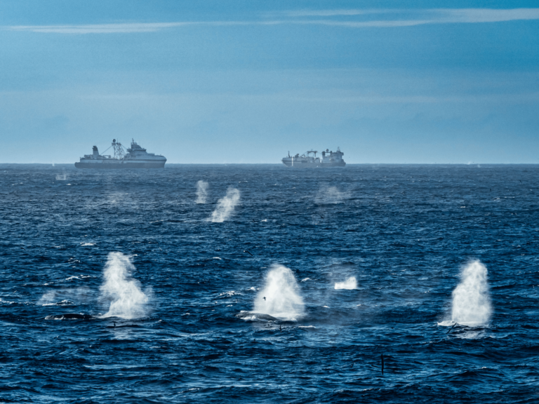 antarctic whales