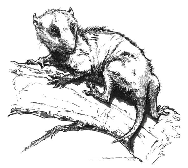 brasilodon sketch1