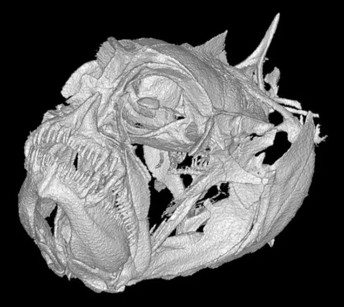 fish skull scan