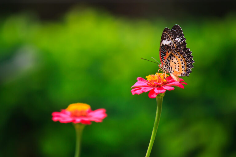 how to plant butterfly garden