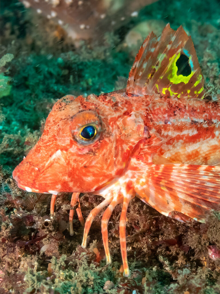 sea robin lepidotrigla papilio