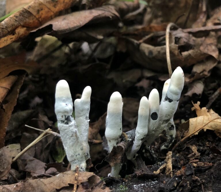 white dead man finger fungi