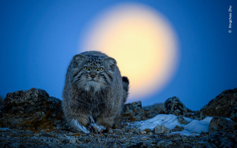 © Xingchao Zhu Wildlife Photographer of the Year