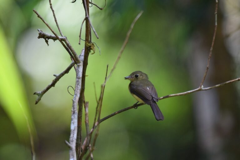 2500.bearded flycatcher