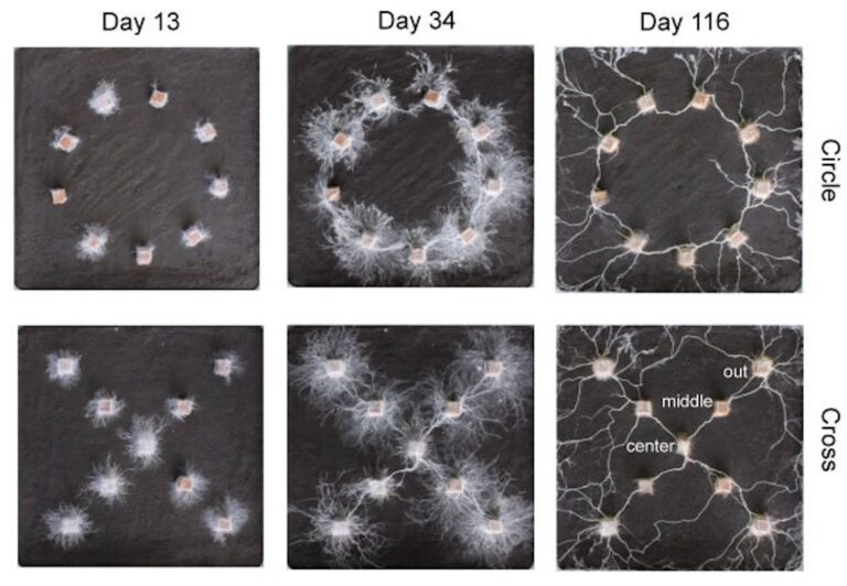 Fungus Shape Growth