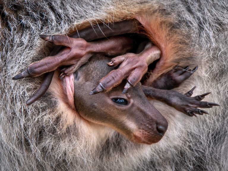 Pedro Jarque Wallaby baby