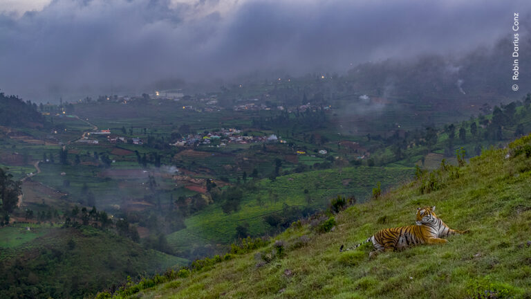 Robin Darius Wildlife Photographer of the Year