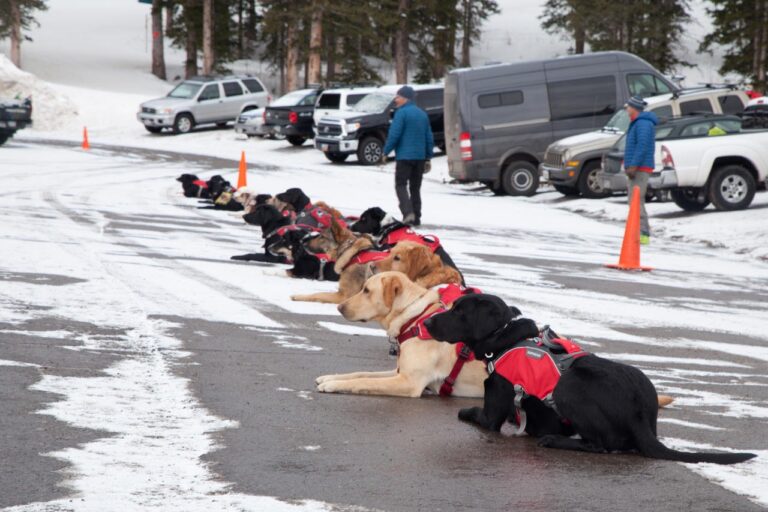 avalanche dogs