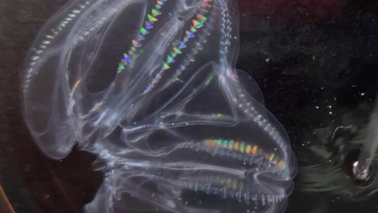 comb jelly fusion