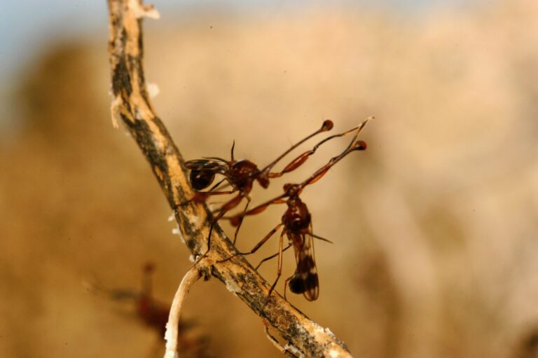 dueling stalk eyed fly