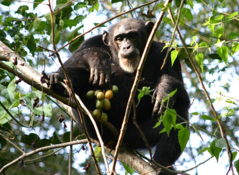 female chimpanzee