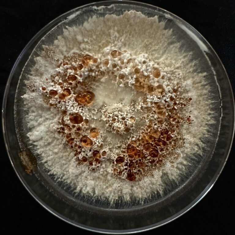 fungus abortiporus biennis