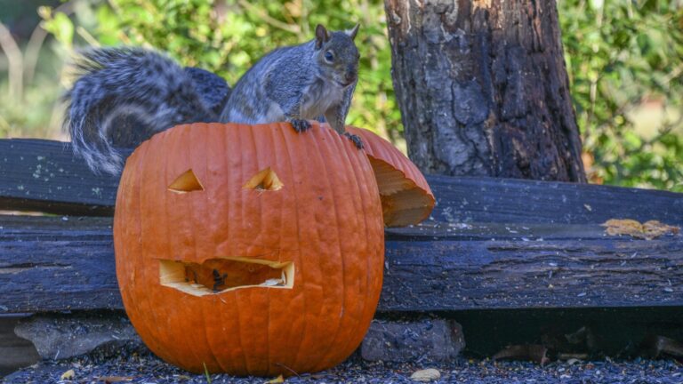 how to keep squirrels from pumpkins