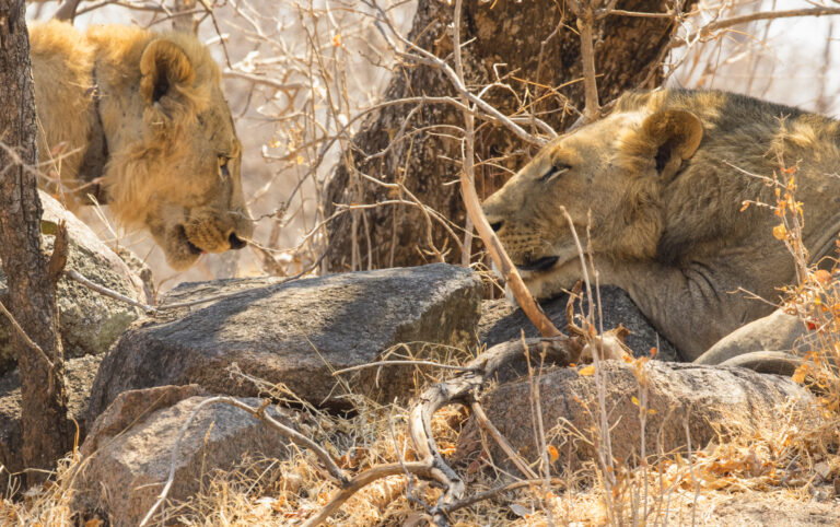 male lions