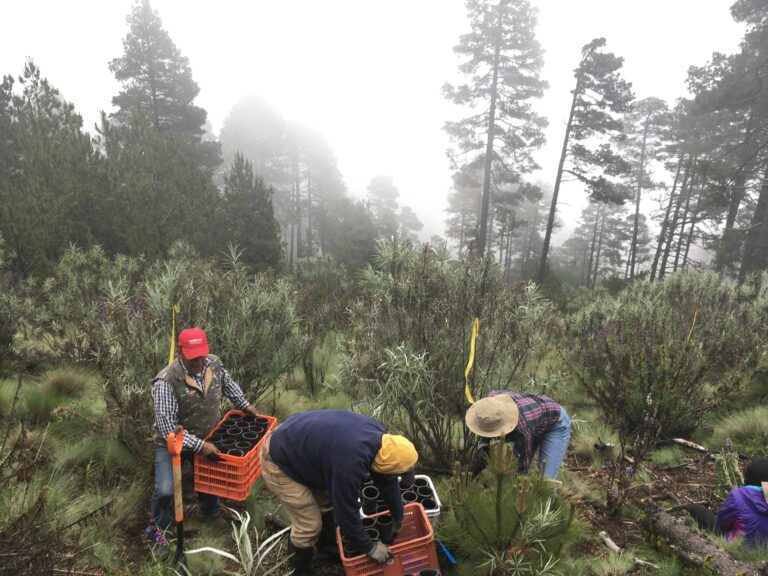 planting 3800 meters