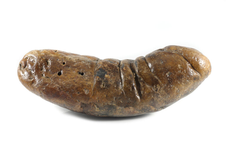 s carolina coprolite