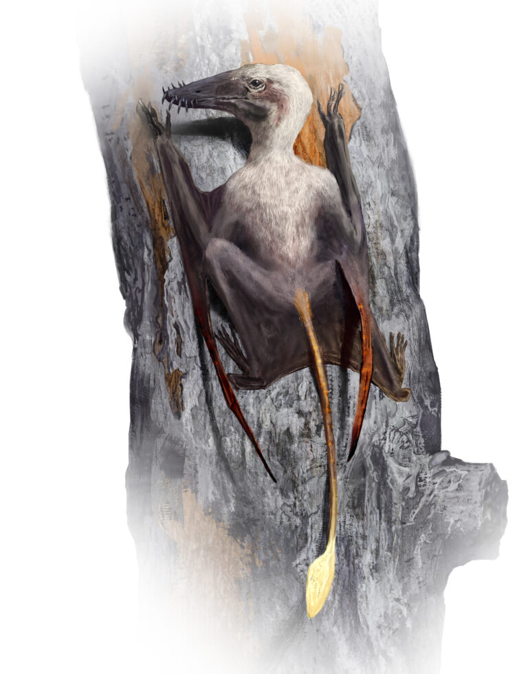 scaphognathus tree pterosaur