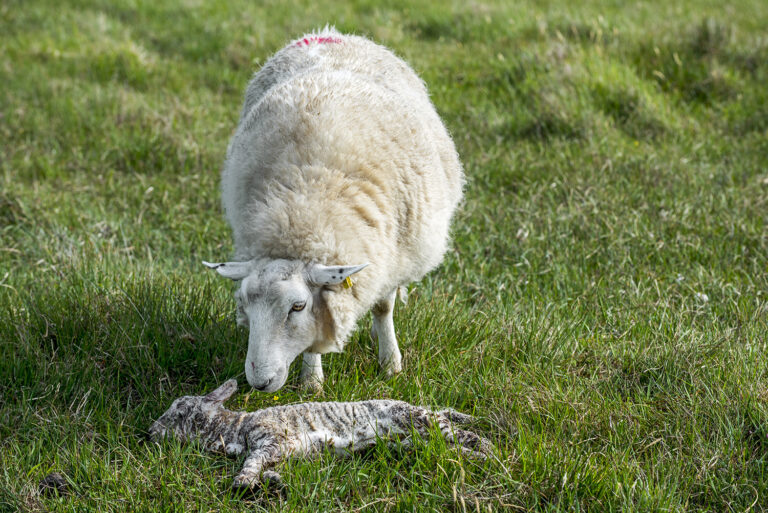 sheep mourning