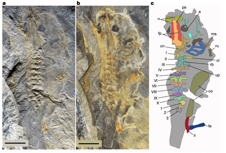 tadpole fossil chart