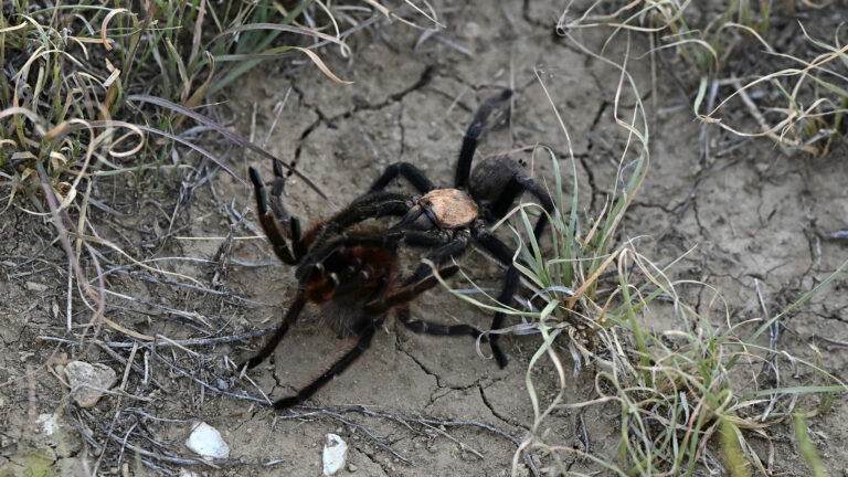 tarantulas mating