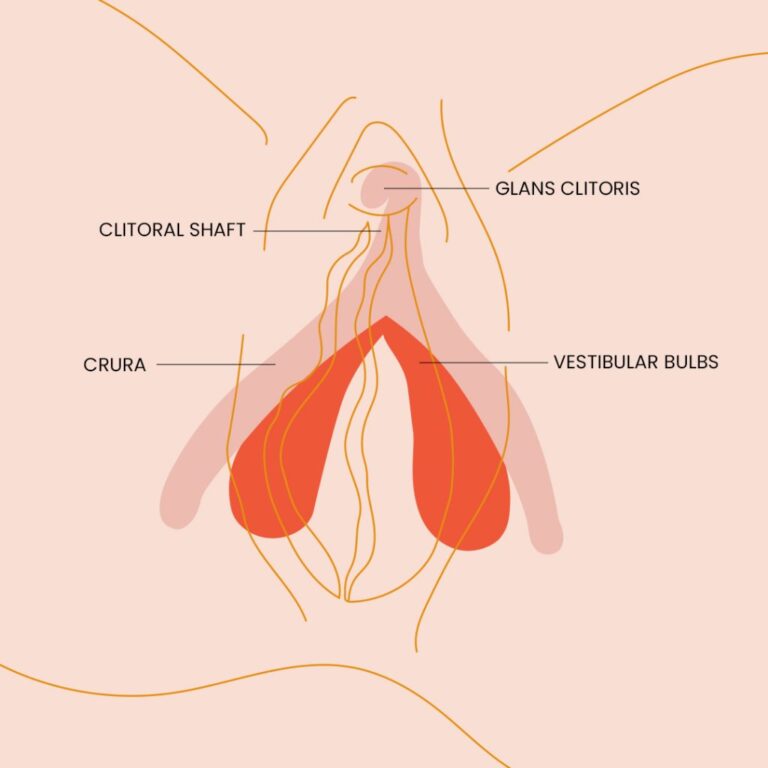 the everygirl in article clitoris illustration 1024x1024