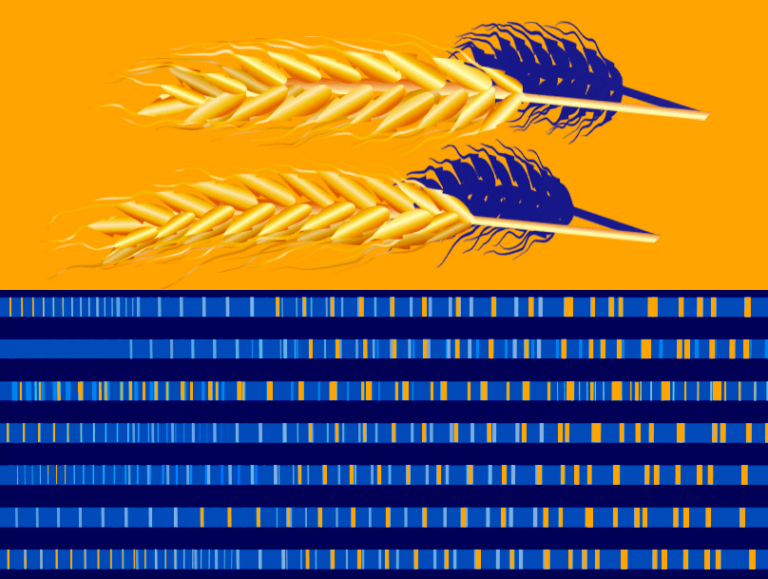 wheat genes