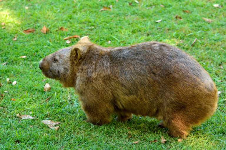 wombat in grass