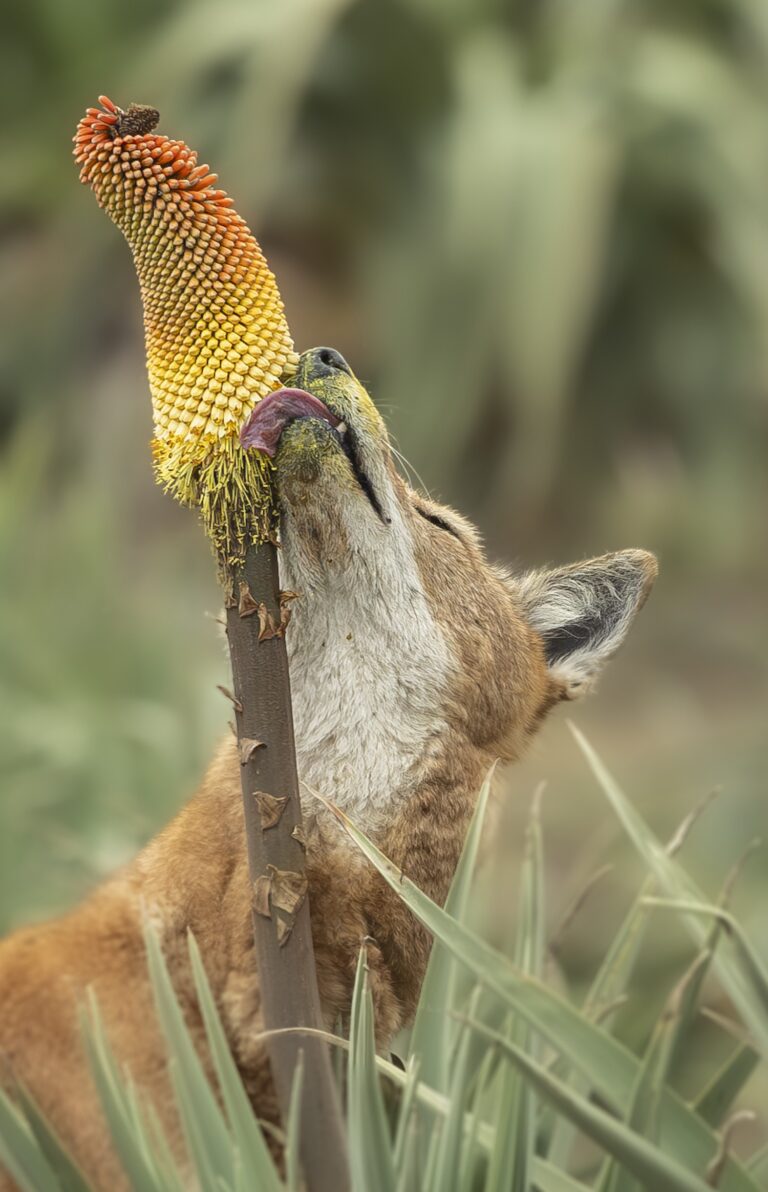 Ethiopian Wolf Nectar 2