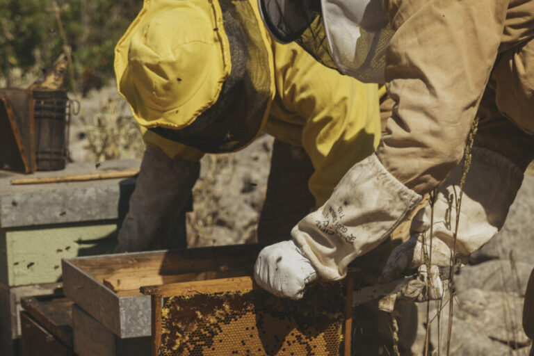 beekeeping experience recommended by Viceroy Ombria Algarve hotel source viceroy 1024x683