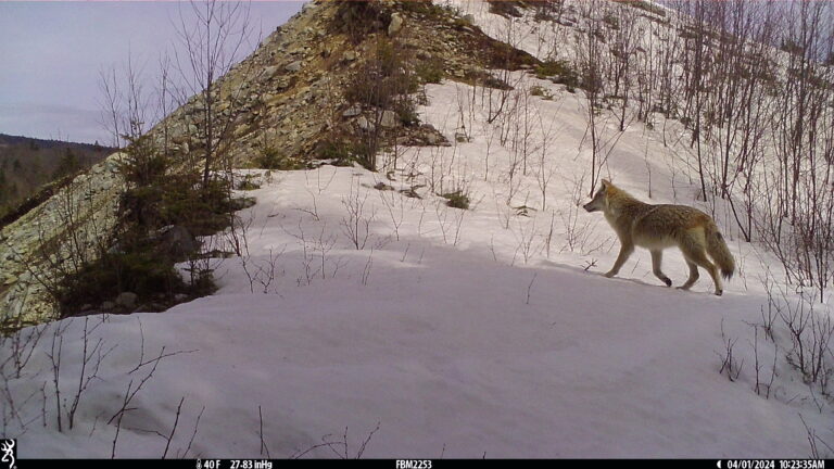 coyote snow