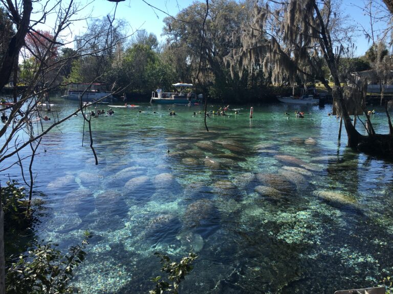 crystal river manatees