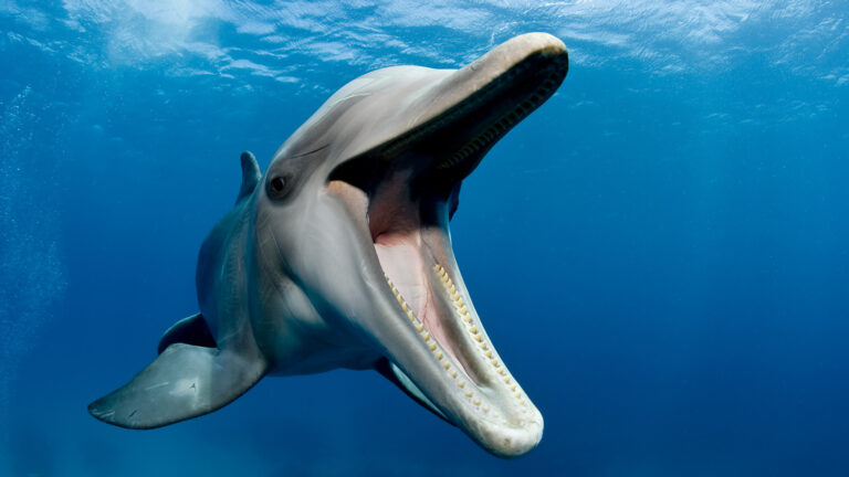 dolphin screaming