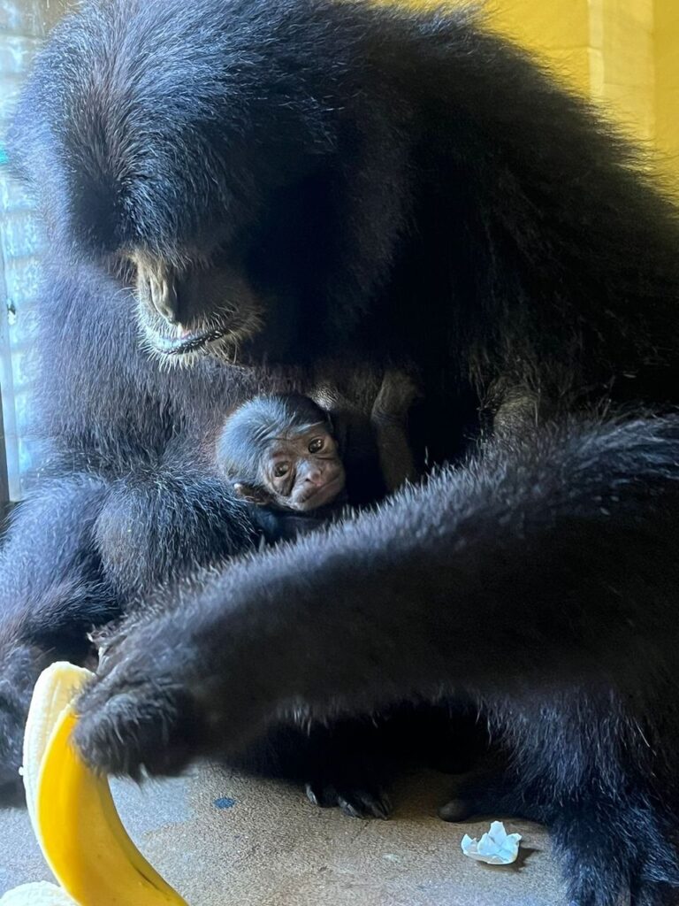 siamang gibbon 1