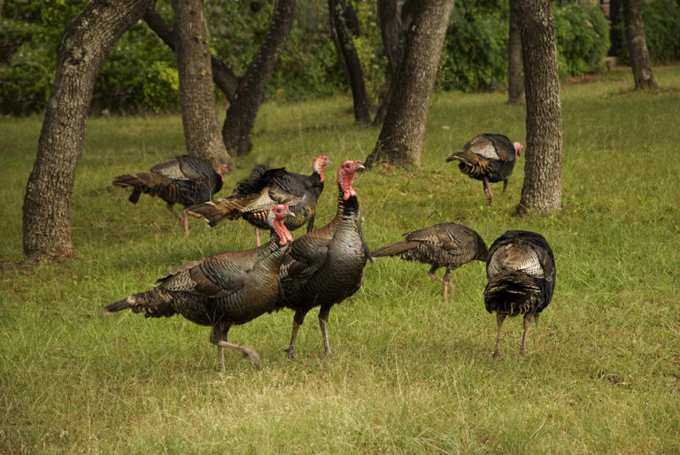 wild turkeys