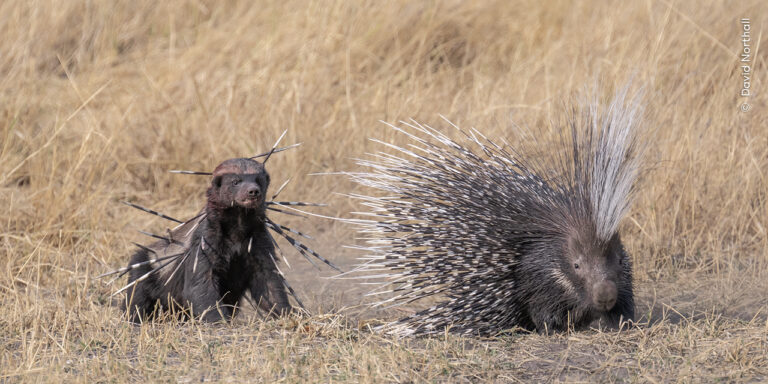 David Northall Wildlife Photographer of the Year