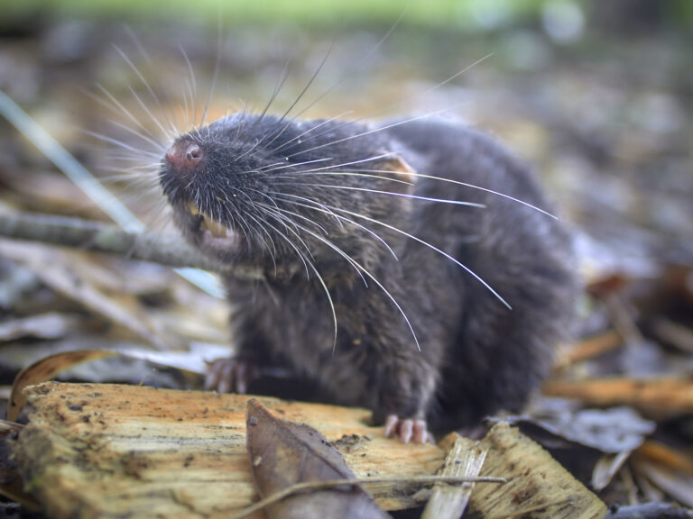 amphibious mouse