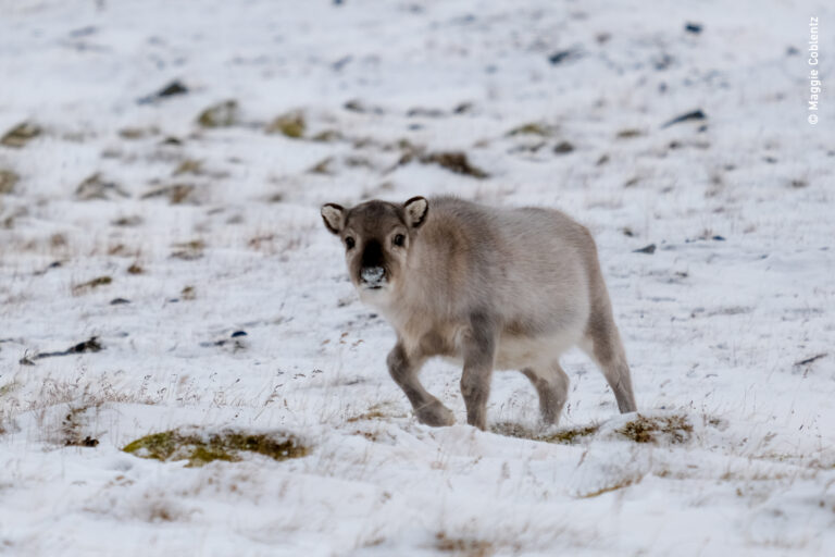 baby svalbard reindeer