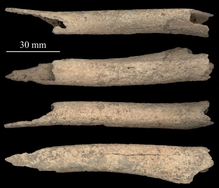 canine tibia