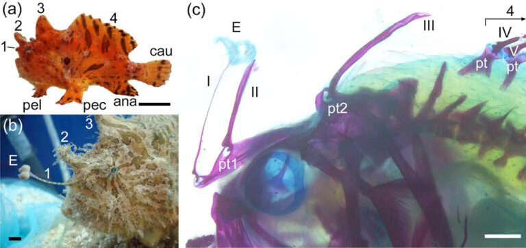 cne25674 fig 0001 m